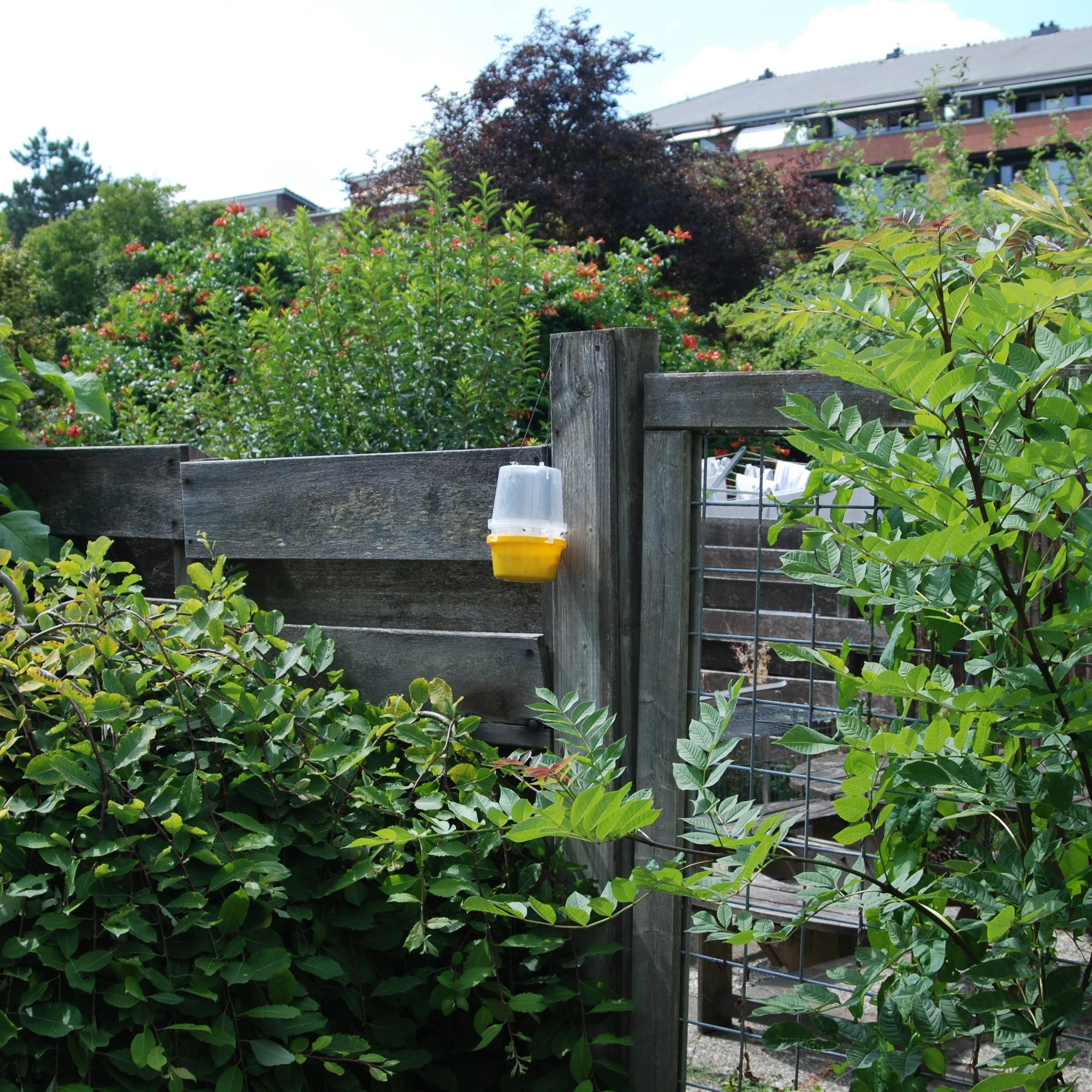 Wasp Trap With Attractant