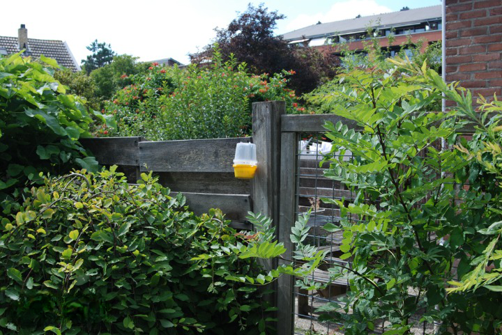 Wasp Attractant - For Use In Dragonfli Wasp Traps