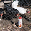 Androlis & Anti-Red Bundle: Complete Chicken Mite Control