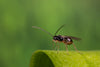 Leaf Miner Parasitic Wasp - Dacnusa sibirica