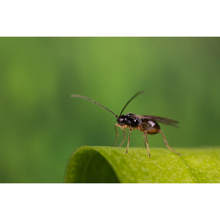 Leaf Miner Parasitic Wasp - Dacnusa sibirica