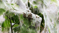 Biological Pest Control For Effective, Natural & Organic Gardening