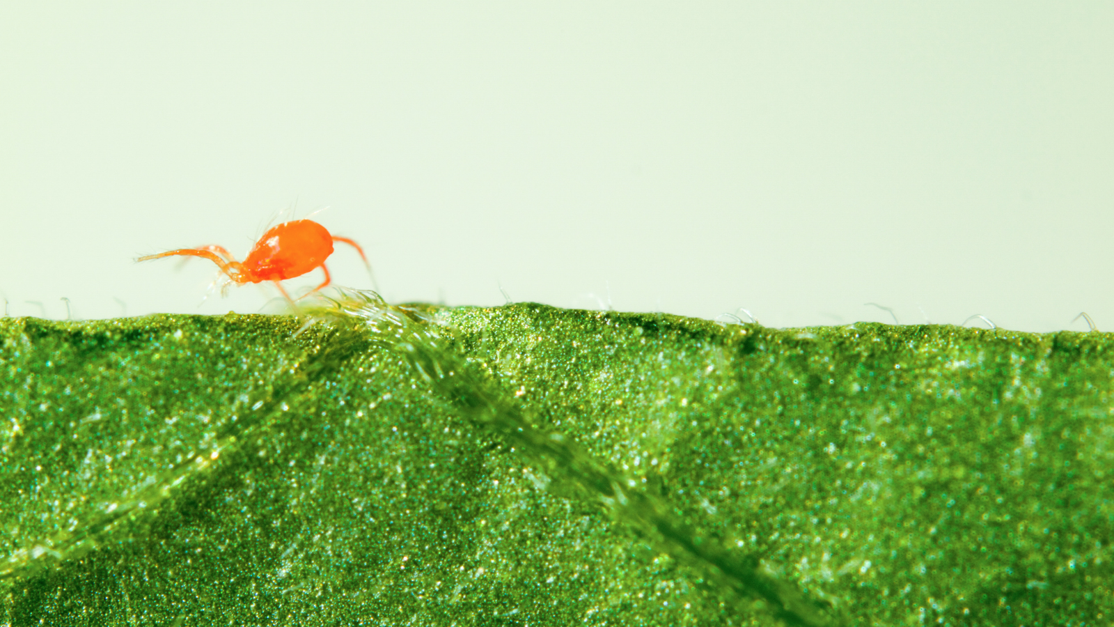 Biological Pest Control For Effective, Natural & Organic Gardening