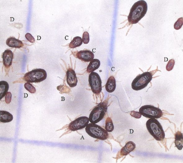 Red Mite Trap / Red Mite Detection System - Protect Birds & Poultry (Pack of 5)
