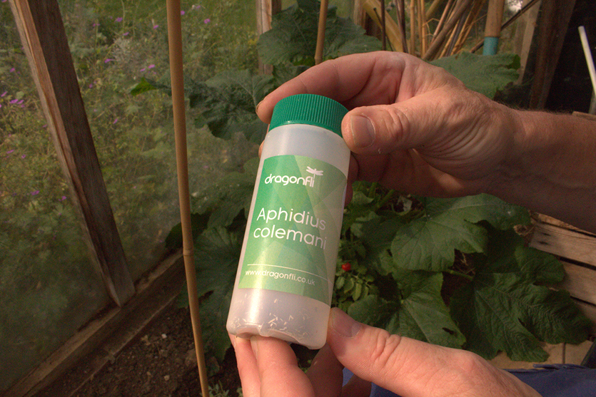 Aphid Parasitic Wasp - Aphidius colemani