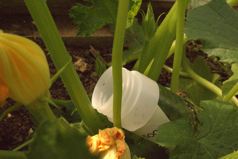 Aphid Parasitic Wasp - Aphidius colemani