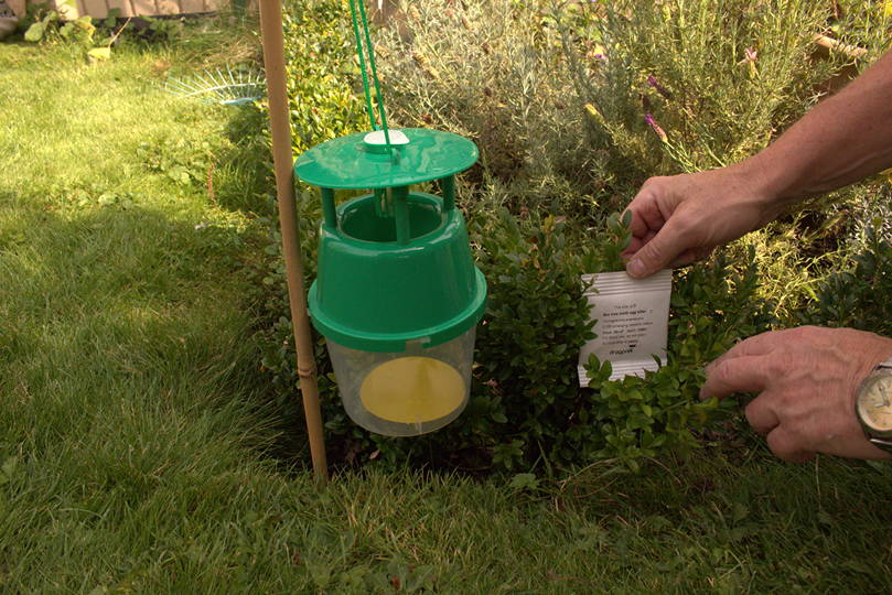 Box Tree Moth Pheromone Trap