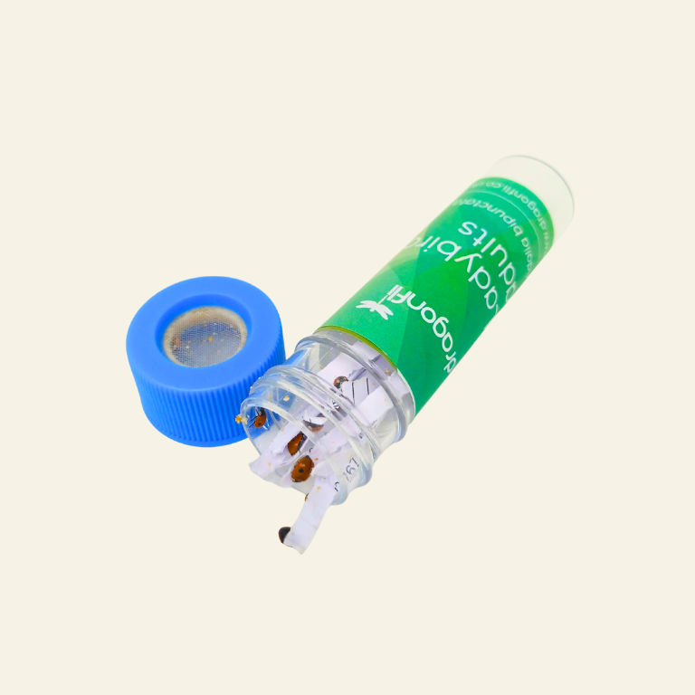 Ladybird Adults - Adalia bipunctata