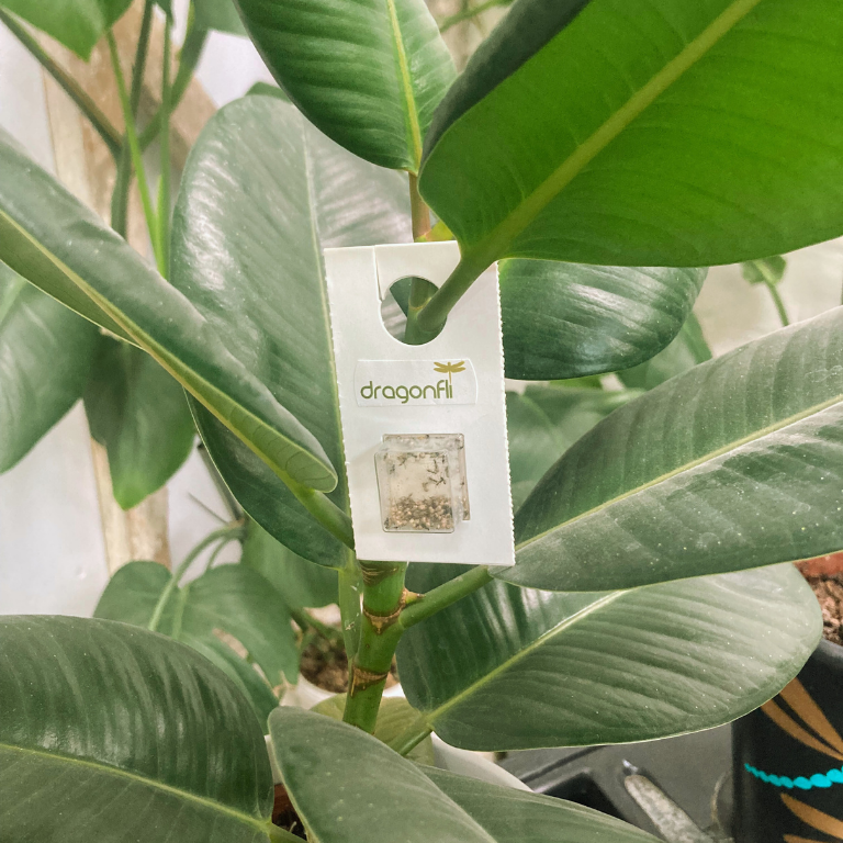 Aphid Killer Cards - Aphidius colemani