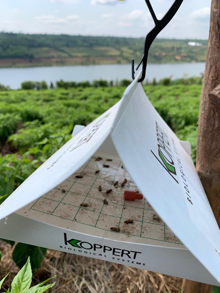Apple Ermine Moth Pheromone Lure