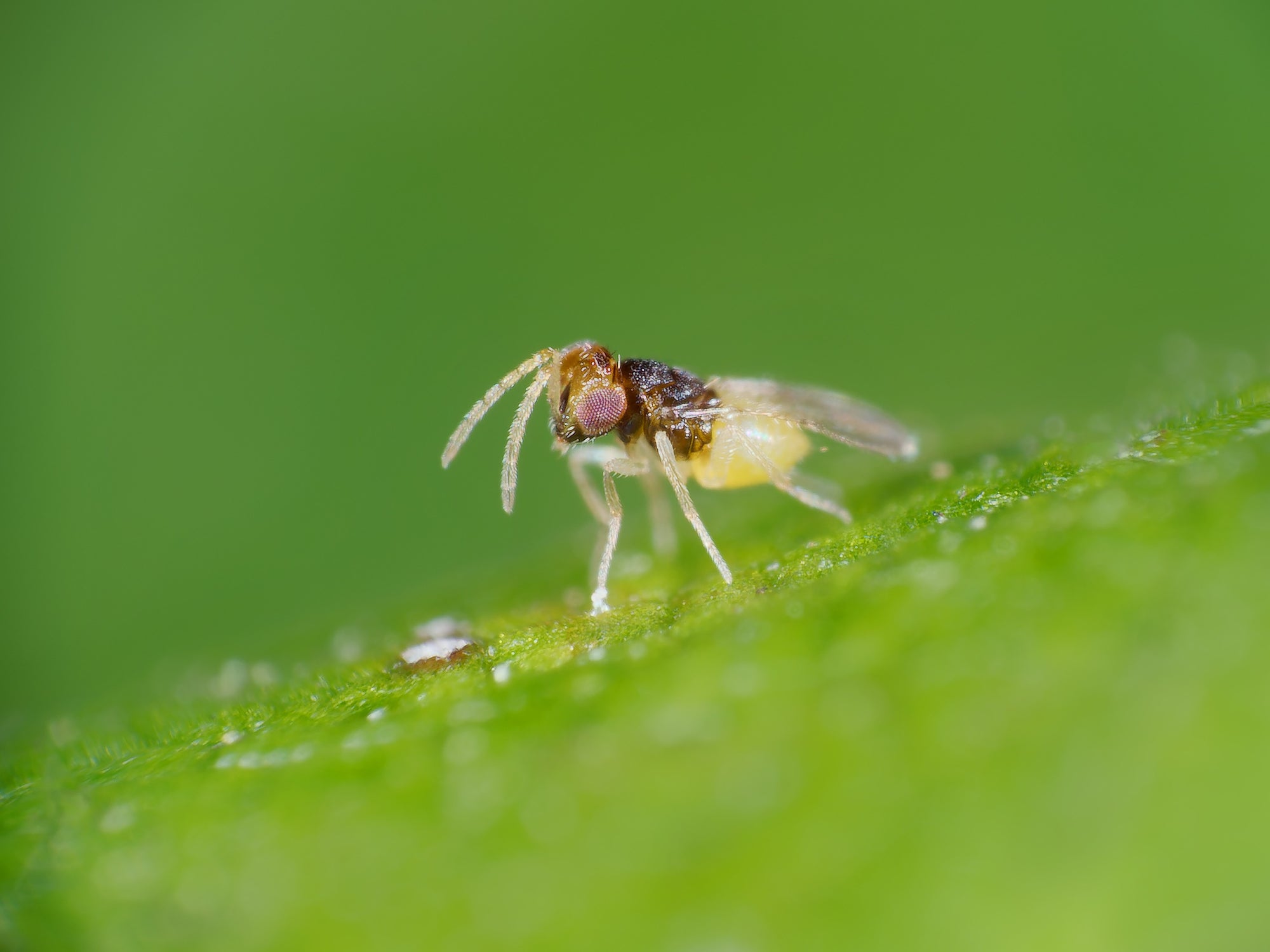 Whitefly control shop