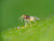 Whitefly Killer Subscription - Encarsia Formosa