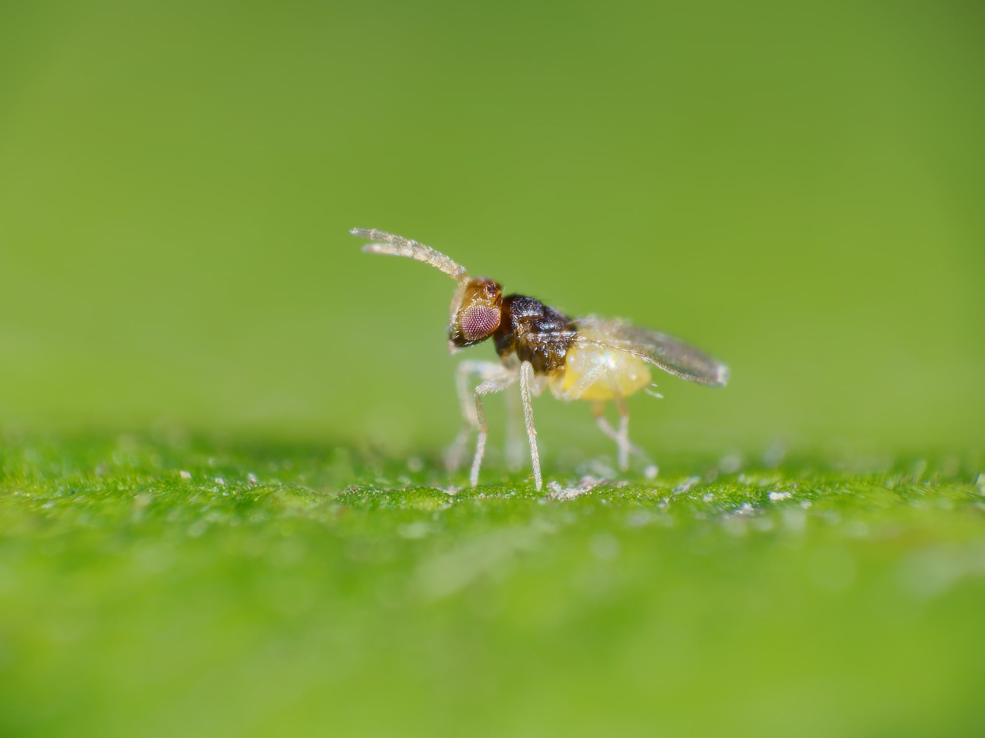 Whitefly Killer Cards Subscription - Encarsia Formosa