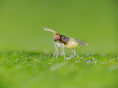 NEW: Whitefly Killer Bundle: Predatory Mites, Parasitic Wasps & Sticky Traps
