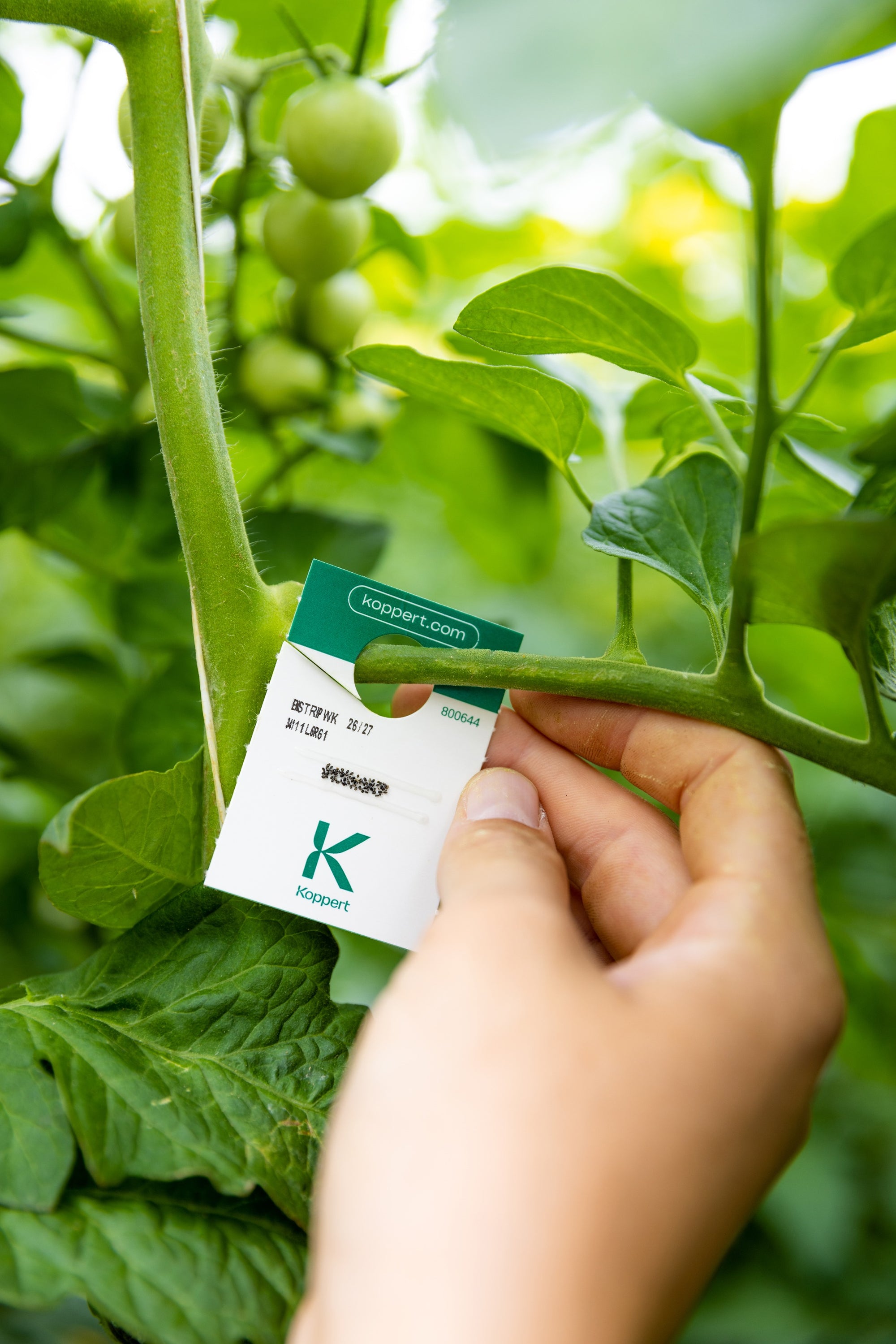 Whitefly Killer Cards Subscription - Encarsia Formosa