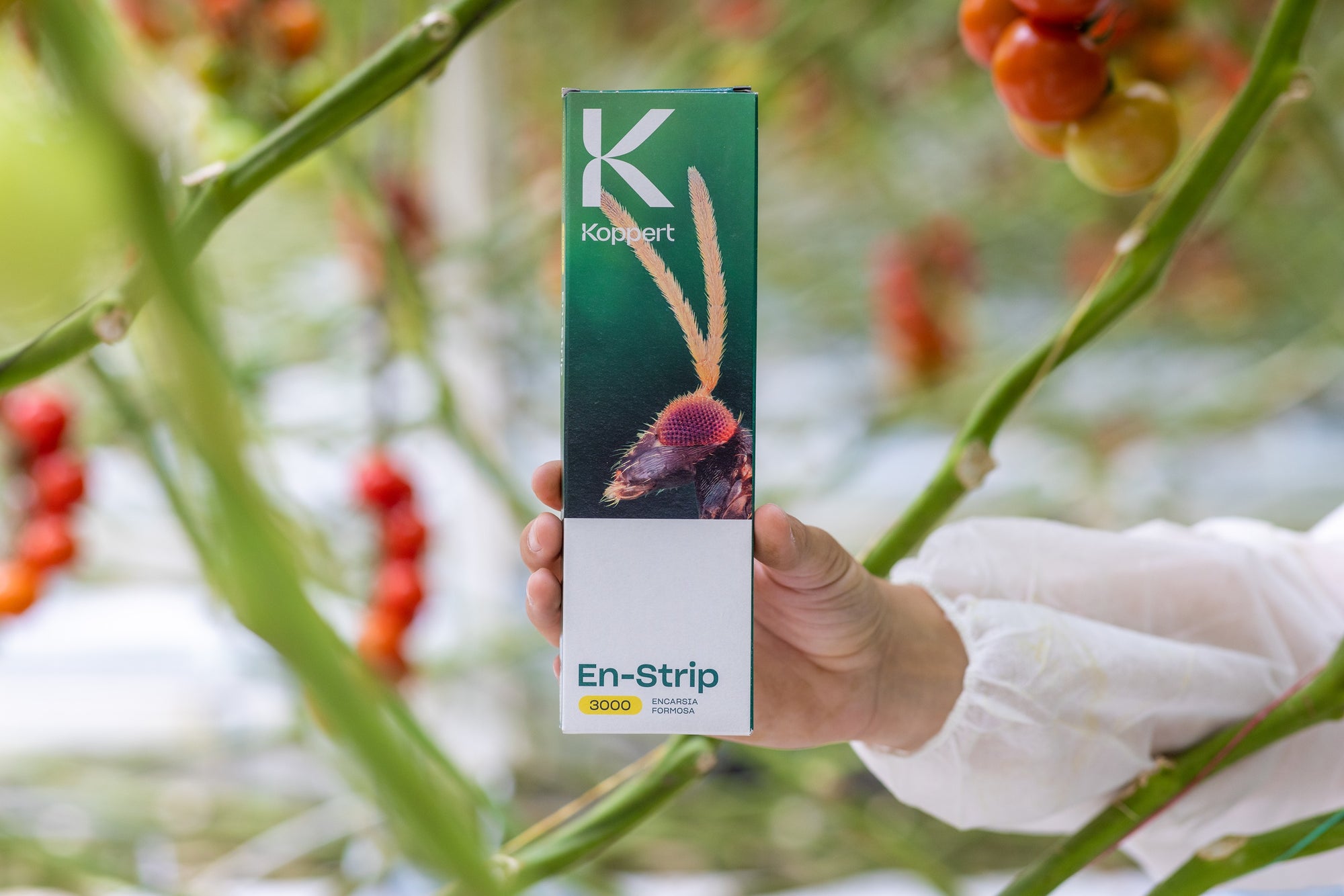 Whitefly Killer Cards - Encarsia formosa