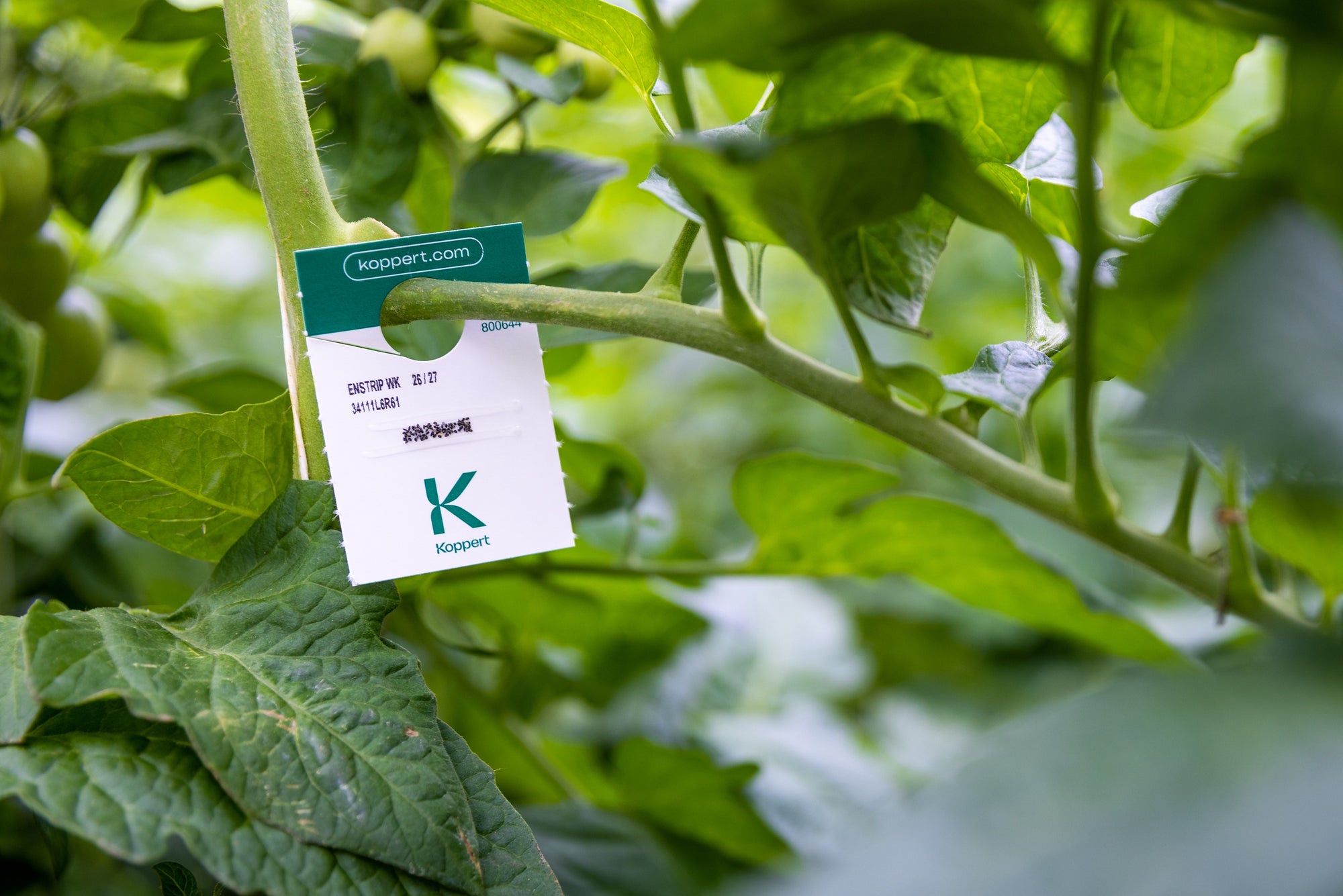 Whitefly Killer Cards - Encarsia formosa