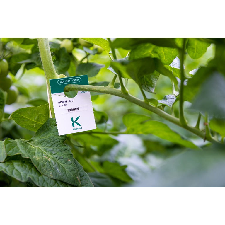 Whitefly Killer Cards - Encarsia formosa