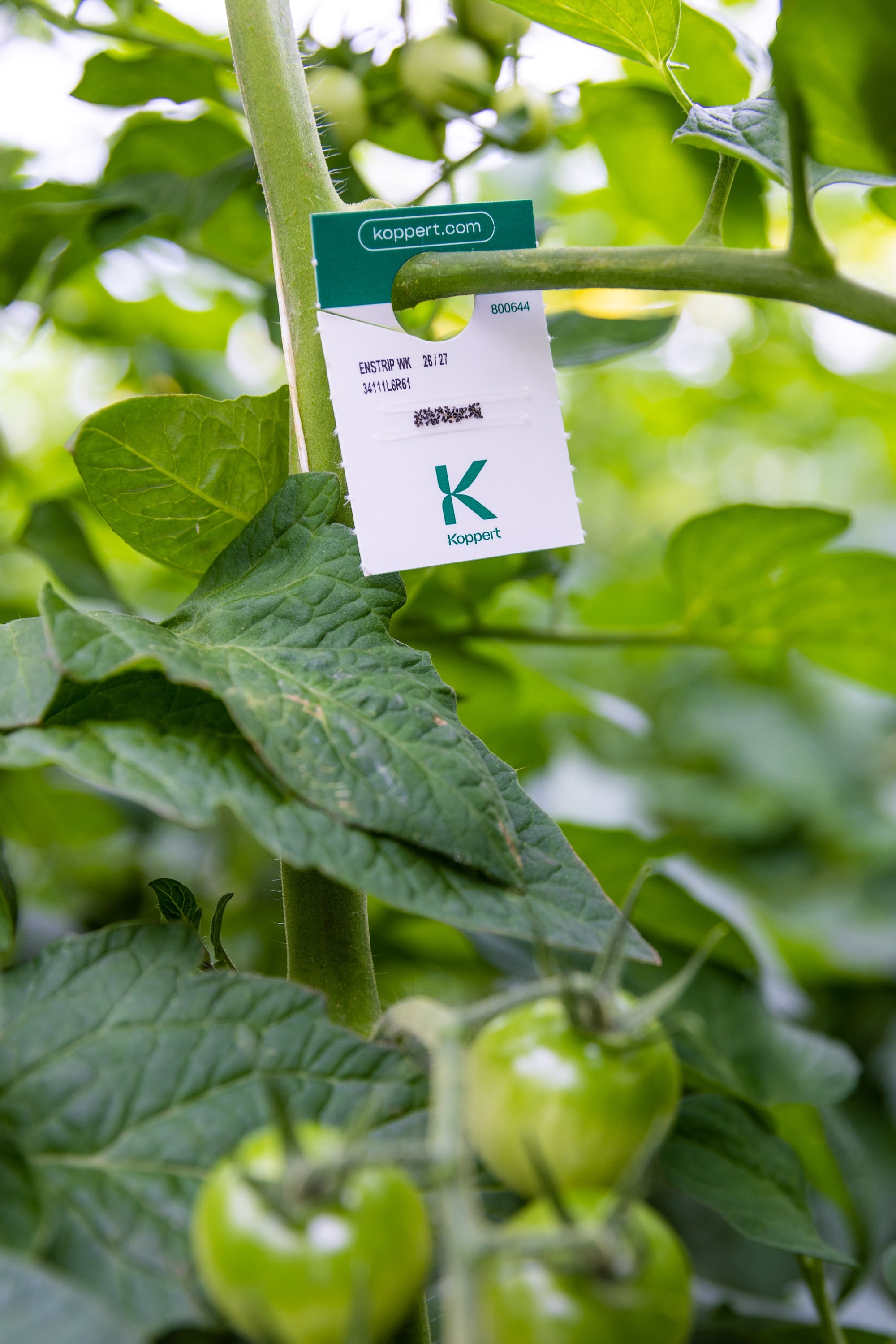 Whitefly Killer Cards Subscription - Encarsia Formosa