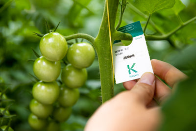 NEW: Whitefly Killer Bundle: Predatory Mites, Parasitic Wasps & Sticky Traps