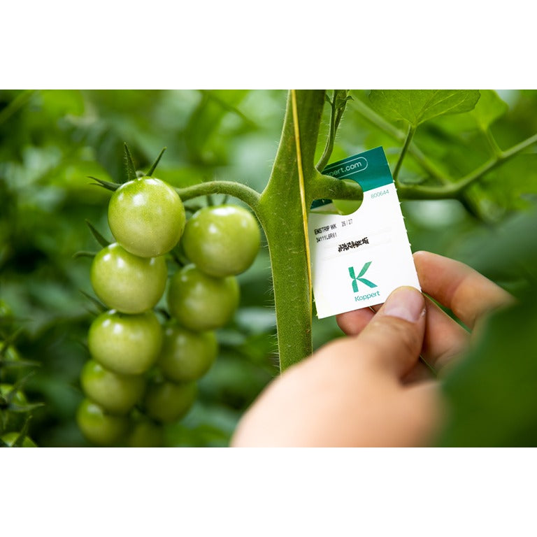 Whitefly Killer Cards Subscription - Encarsia Formosa