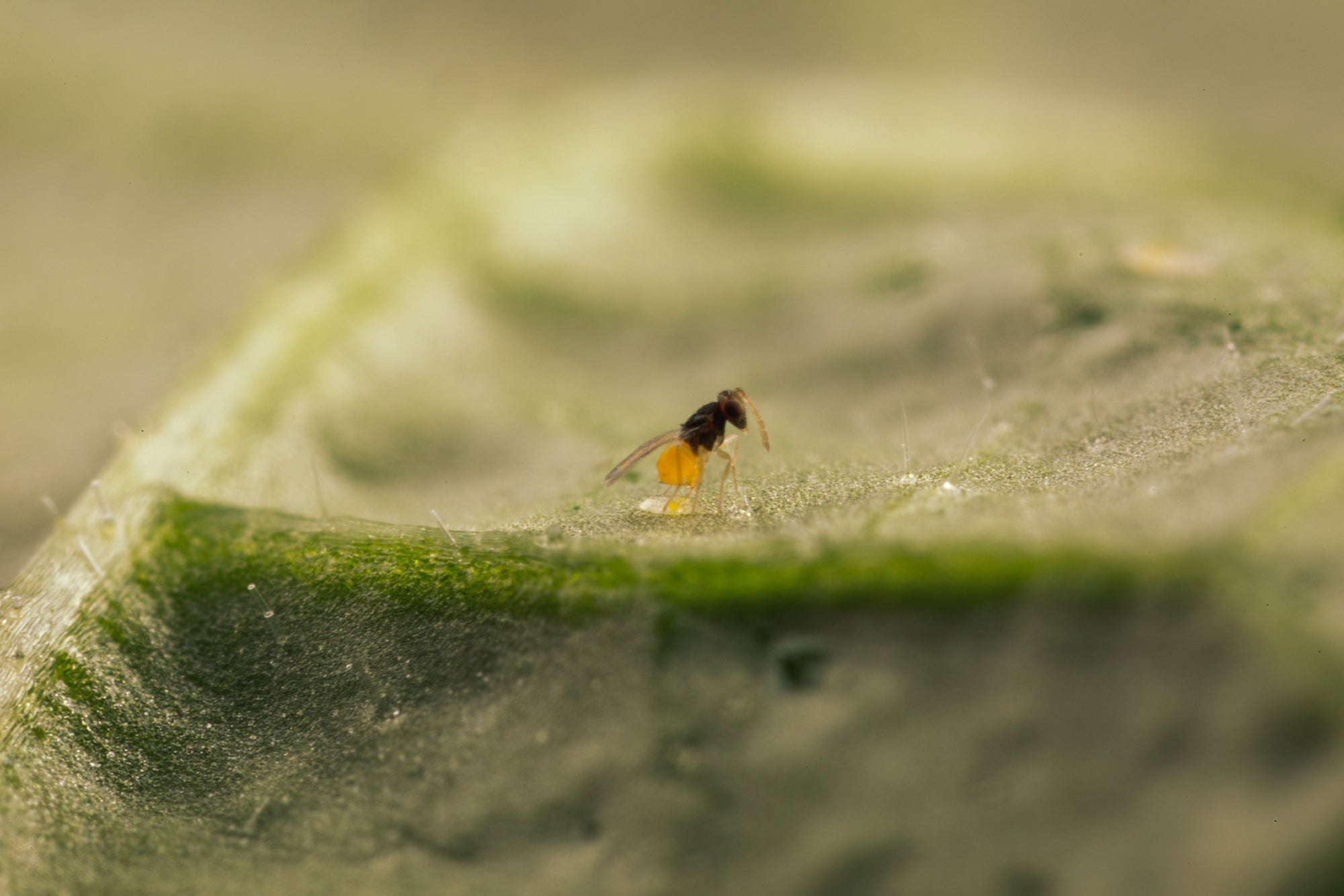 NEW: Whitefly Killer Bundle: Predatory Mites, Parasitic Wasps & Sticky Traps