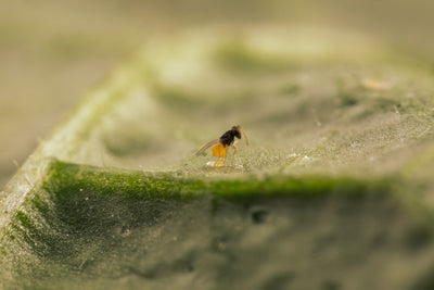 NEW: Whitefly Killer Bundle: Predatory Mites, Parasitic Wasps & Sticky Traps