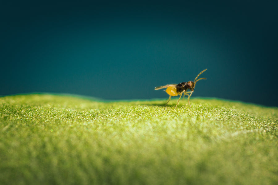 Whitefly Killer Cards - Encarsia formosa