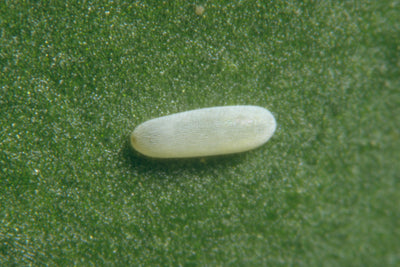 Hoverfly Larvae - Episyrphus balteatus
