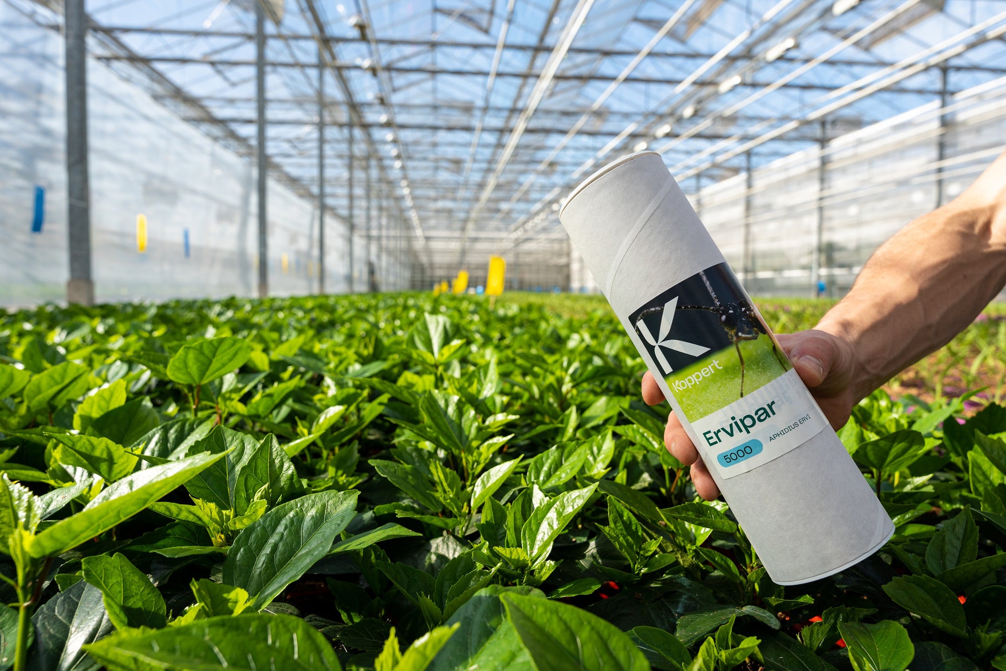 Aphid Parasitic Wasp - Aphidius ervi