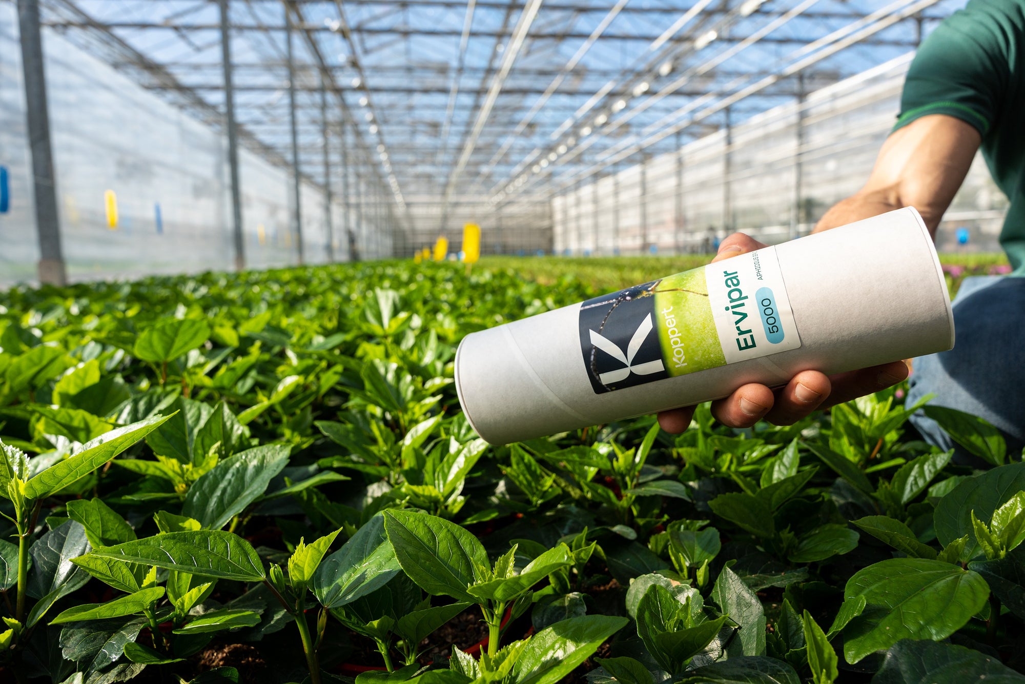 Aphid Parasitic Wasp - Aphidius ervi