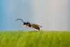 Aphid Parasitic Wasp - Aphidius ervi