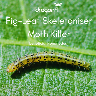 Fig-Leaf Skeletoniser Moth Killer Nematodes