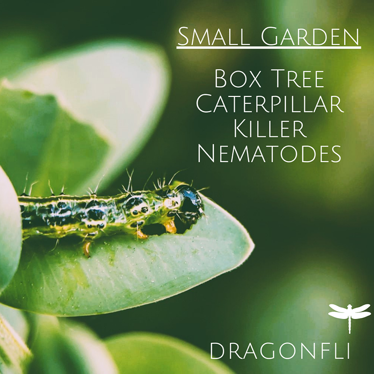 Small Garden Box Tree Caterpillar Killer Nematodes