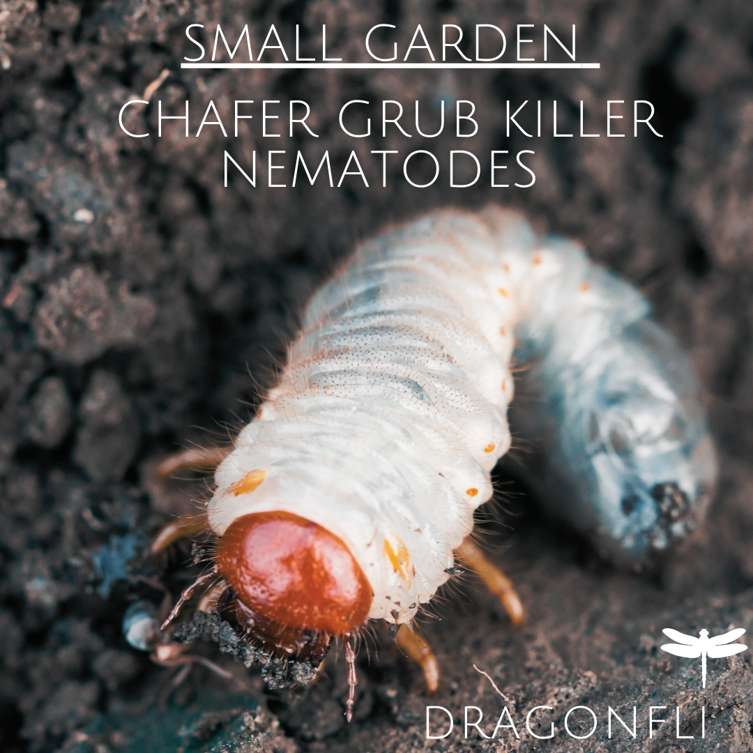 Small Garden Chafer Grub Killer Nematodes