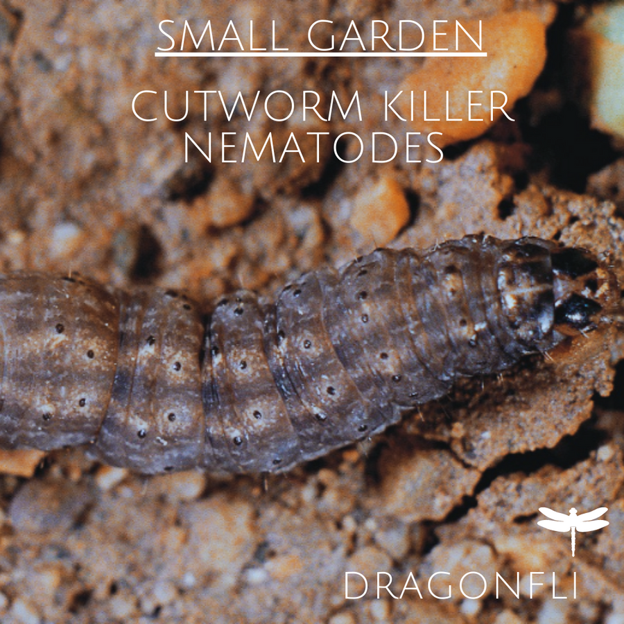 Nematodes: The Ideal Natural Pest Control For Small Gardens - Dragonfli