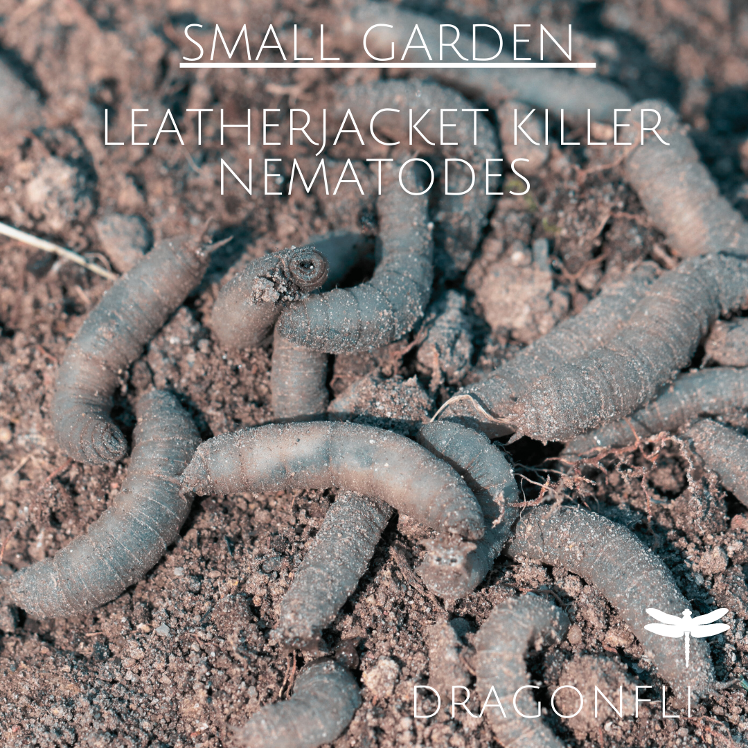 Small Garden Leatherjacket Killer Nematodes