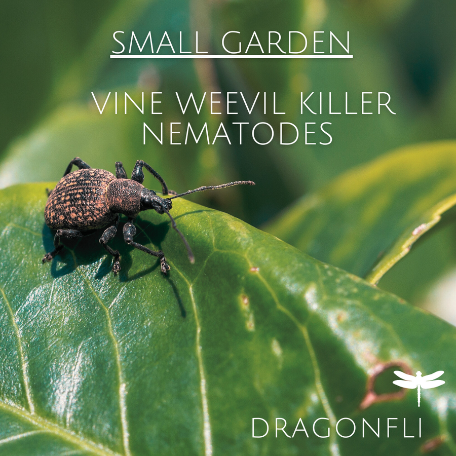 Vine Weevil Killer 20sqm