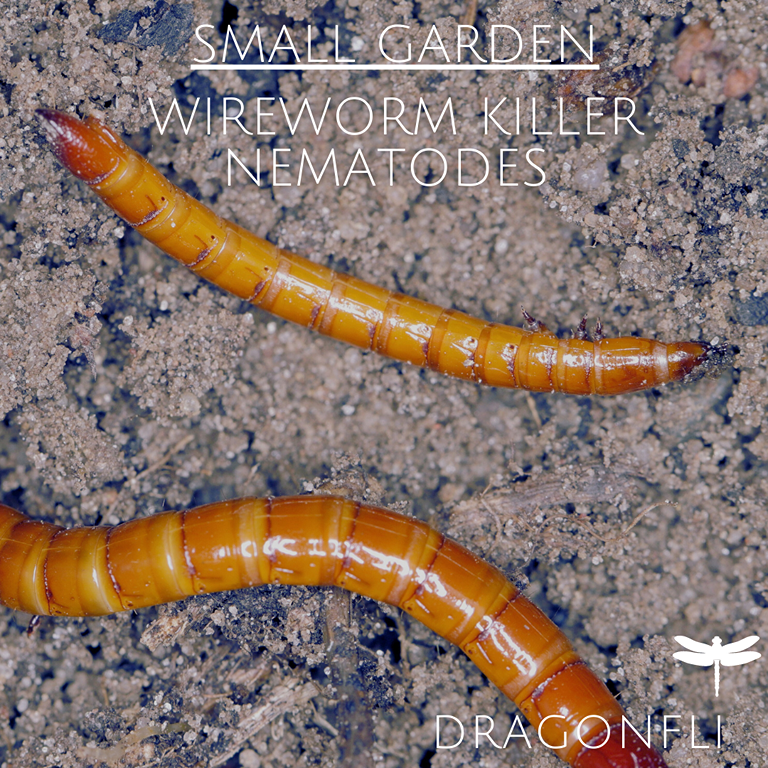 Small Garden Wireworm Killer Nematodes