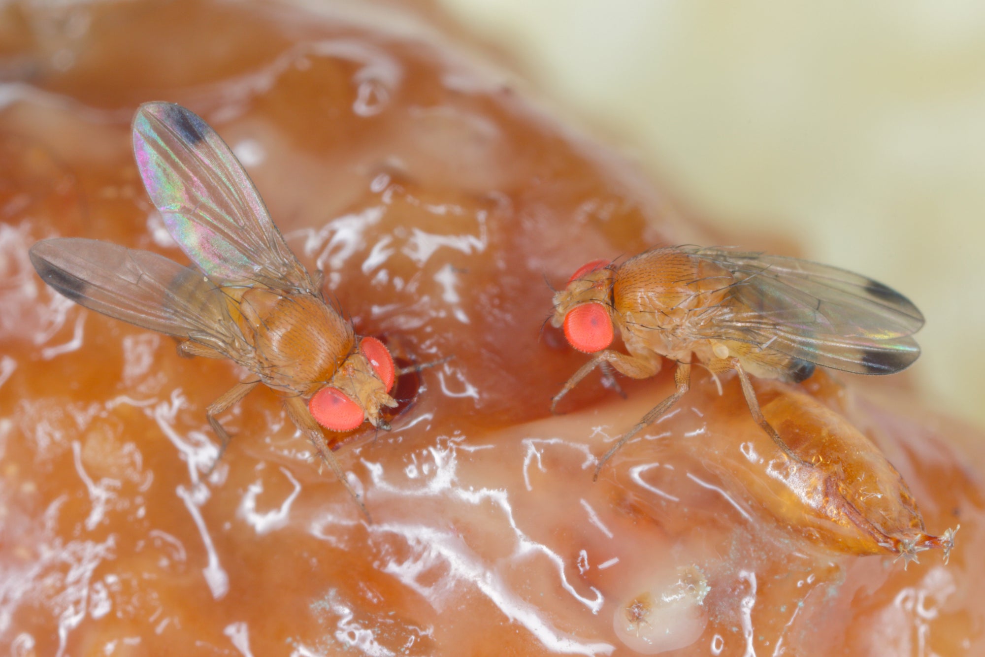 Apple Shaped Fruit Fly Traps (Supplied With Attractant) - For Indoor Use