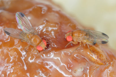 Apple Shaped Fruit Fly Traps (Supplied With Attractant) - For Indoor Use