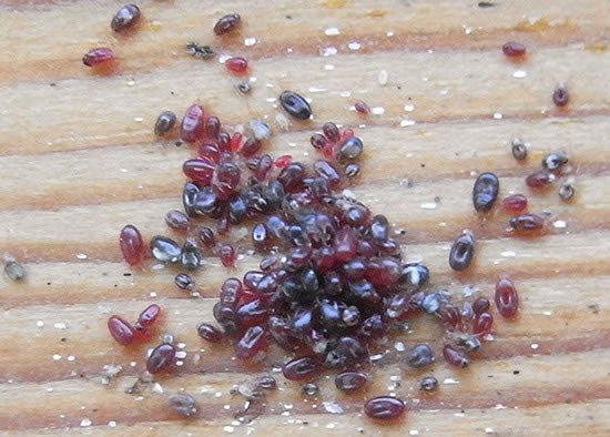 Anti-Red Chicken Mite Control - Water Additive Solution - Combat Red Mites & Protect Poultry