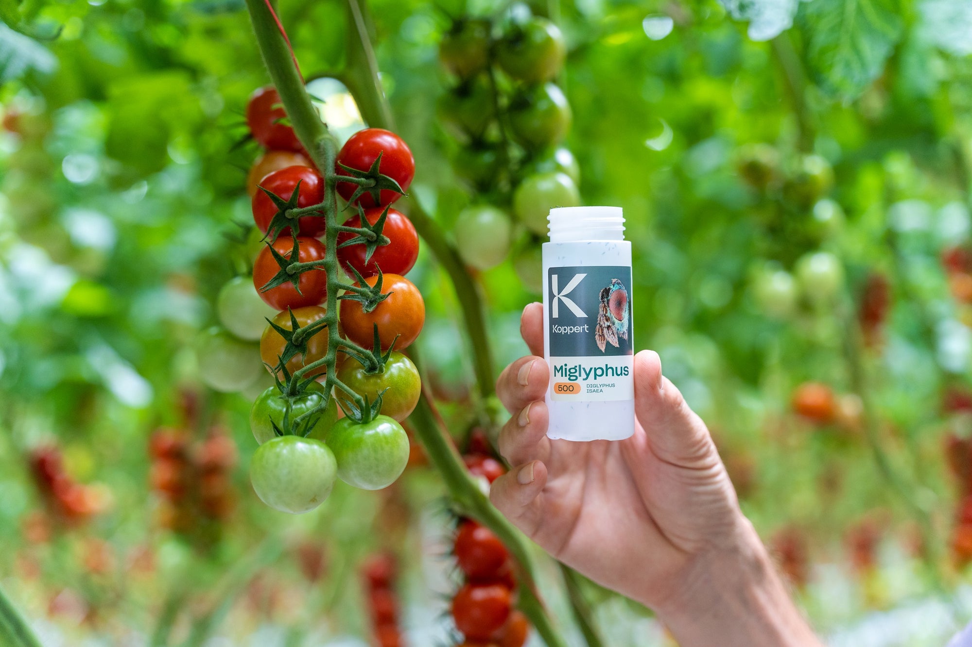 Leaf Miner Parasitic Wasp - Diglyphus isaea