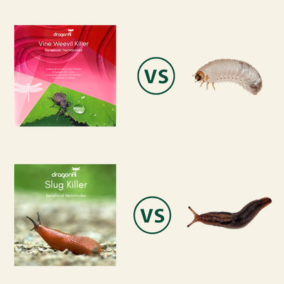 NEW: Slug & Vine Weevil Killer Nematodes Bundle