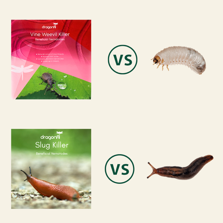 NEW: Slug & Vine Weevil Killer Nematodes Bundle