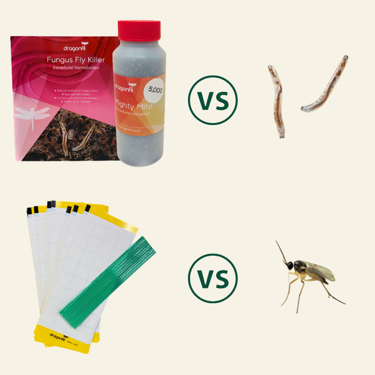 NEW: Fungus Fly Killer Bundle: Nematodes, Predatory Mites & Sticky Traps