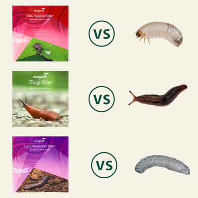 NEW: Grub Killer Nematodes Bundle: Control Leatherjackets, Slugs & Vine Weevils