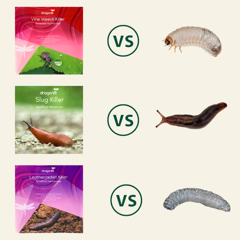 NEW: Grub Killer Nematodes Bundle: Control Leatherjackets, Slugs & Vine Weevils