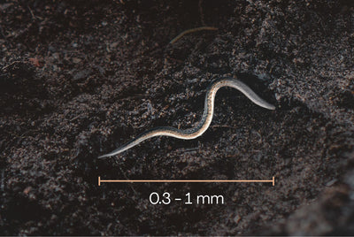 NEW: Grub Killer Nematodes Bundle: Control Leatherjackets, Slugs & Vine Weevils