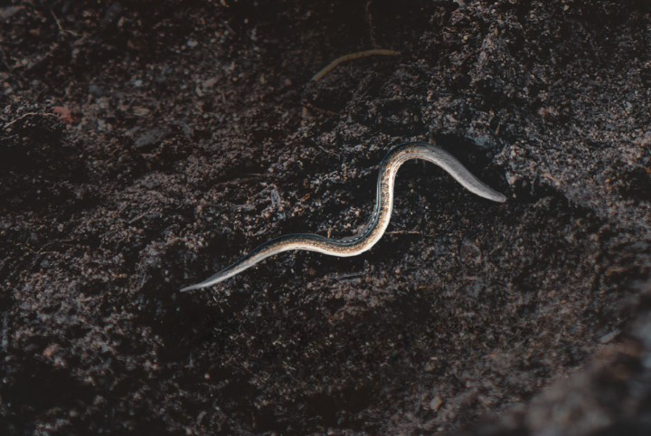 Small Garden Caterpillar Killer Nematodes